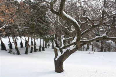 SNOWSTORM OF FEBRUARY 2011