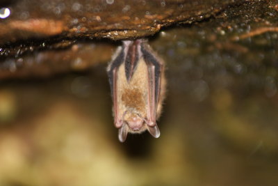 onyx cave 3.jpg