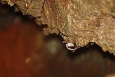 onyx cave 22 (Large).jpg