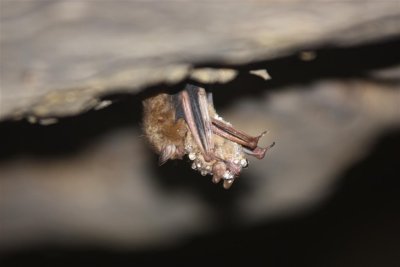onyx cave 23 (Large).jpg