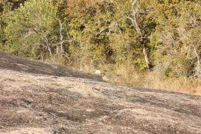 ten acre rock 18 (Large).jpg