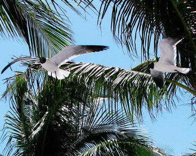 SEA GULLS UNDER PALMS