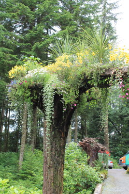 IMG_0114-ALASKA GARDEN.JPG