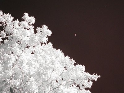 Magnolia & Moon