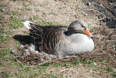 Duck -  On her nest