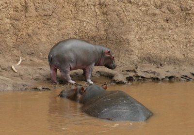 hippo baby mara river