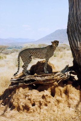 cheetah samburu 1995