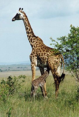 new born giraffe, mara 1996