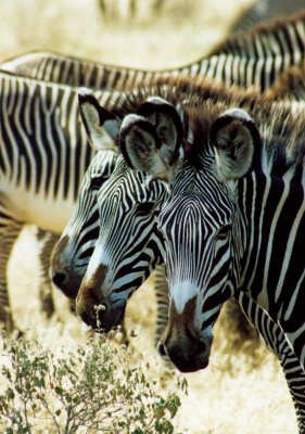 grevy zebra samburu 1996