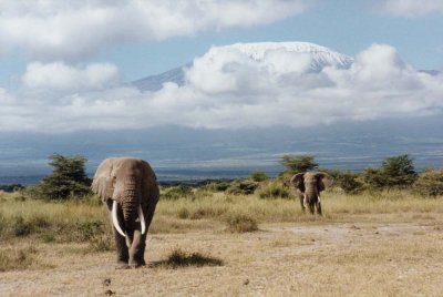 kilimanjaro bulls  1995