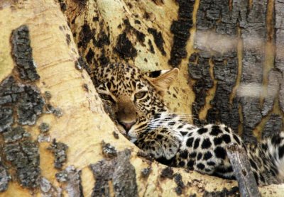 leopard nakuru 1995