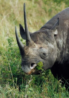 rhino mara 1996
