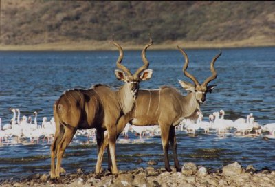 greater kudu lake bogoria 1996