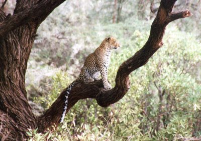 leopard samburu  2002
