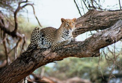 leopard samburu  2002