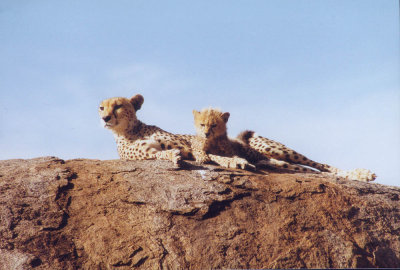 cheetah serengeti 1993