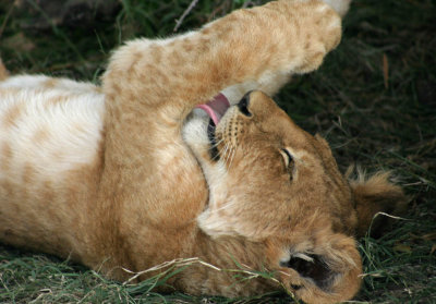 Masai Mara  2005