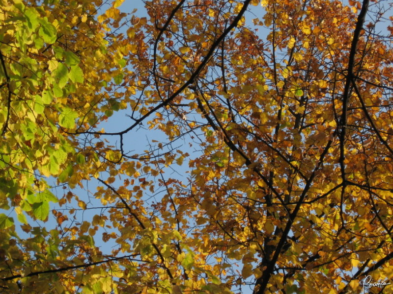 Autumn in Conegliano