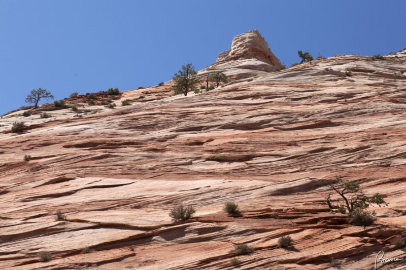 Zion N.P.