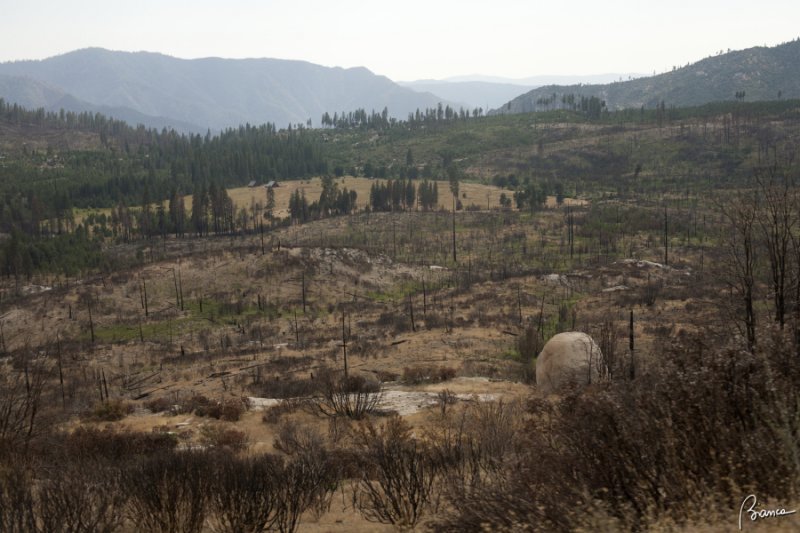 The fired forest