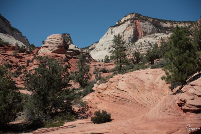 Zion N.P.