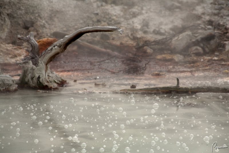 Yellowstone N.P.