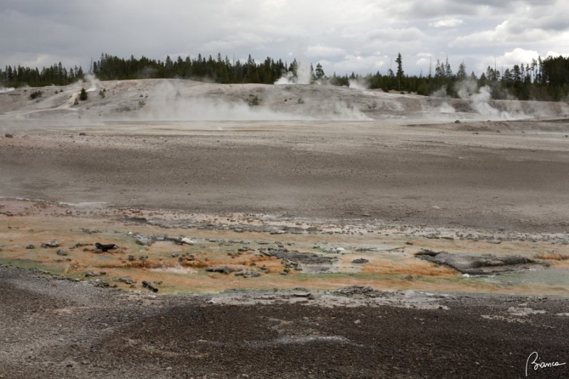 Yellowstone N.P.
