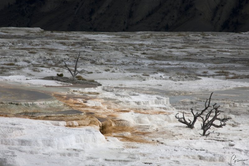 Yellowstone N.P.