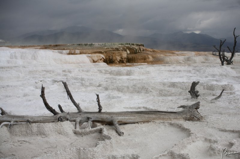 Yellowstone N.P.