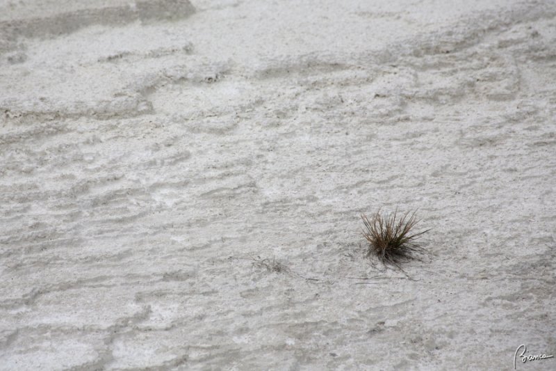 Yellowstone N.P.