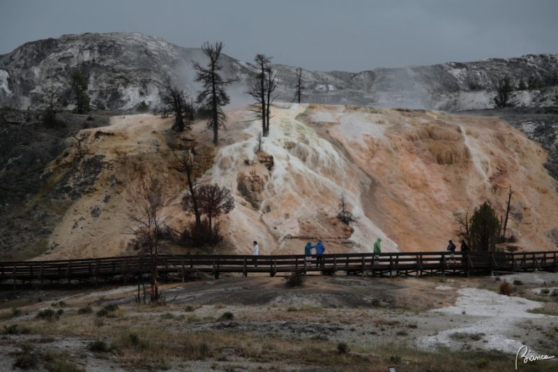 Yellowstone N.P.