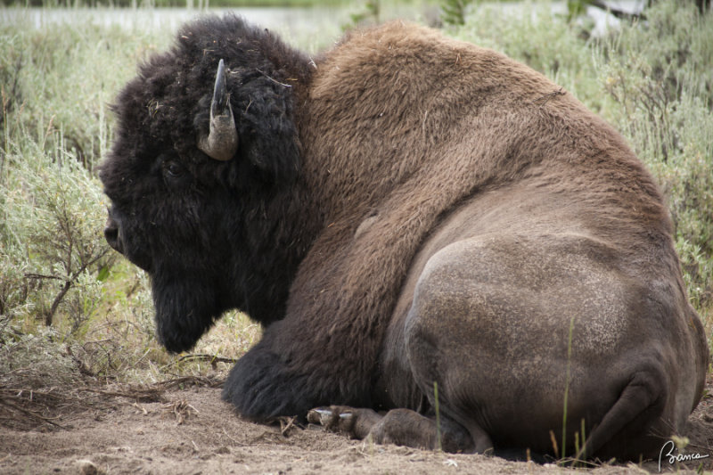 Yellowstone N.P.