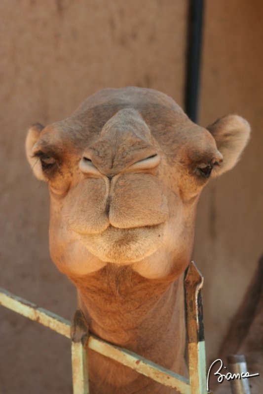 Dromedary