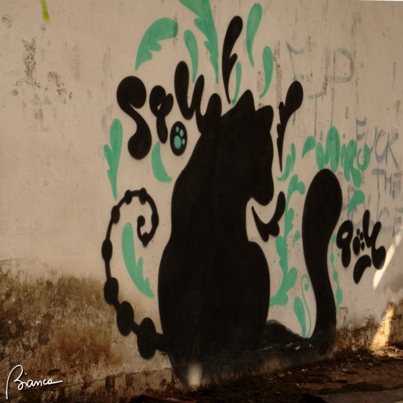 Black cat