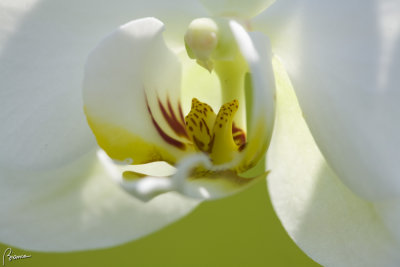 La mia orchidea