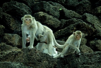 Thailand: Lopburi Province