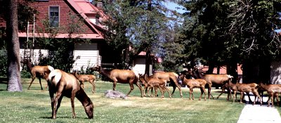 Yellowstone National Park:  Elk Feeding At Old Fort Yellowstone