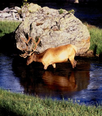 Yellowstone National Park:  Elk