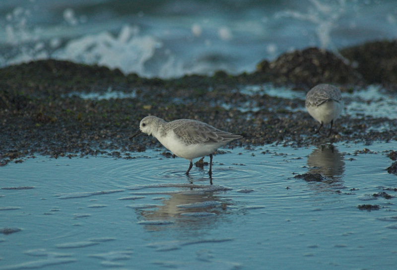 Drieteenstrandloper/Sanderling Brouwersdam 13 november 2008