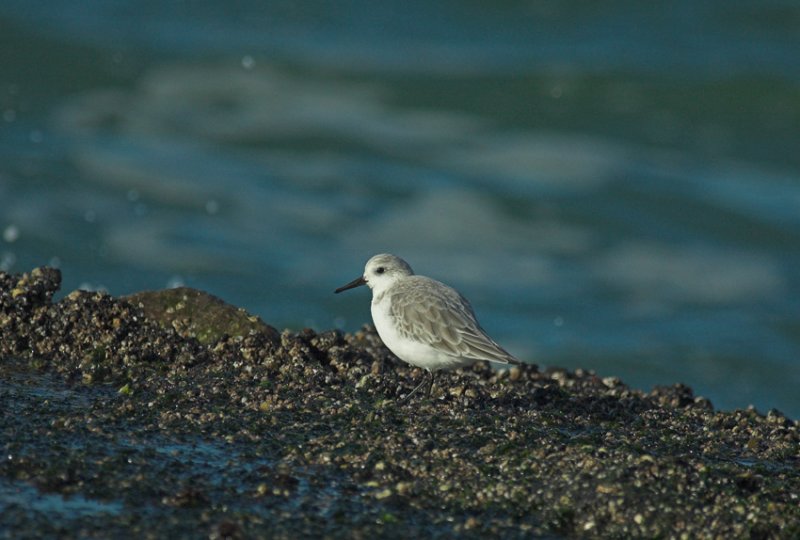 Drieteenstrandloperr/Sanderling Brouwersdam 13 november 2008