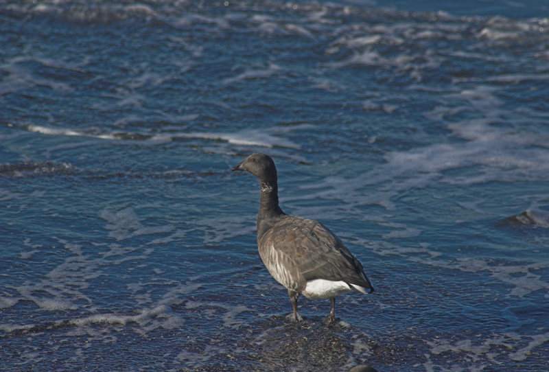 Rotgans/Brent Goose Brouwersdam 13 november 2008