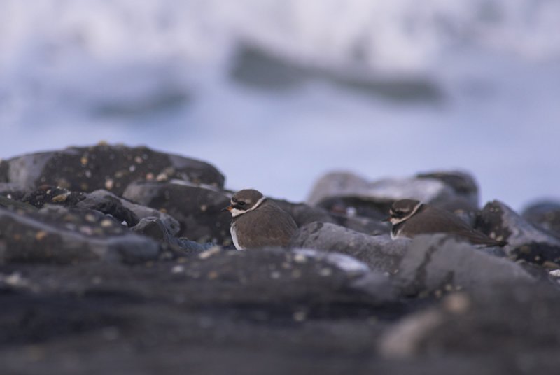 Bontbekplevier/Ringed Plover Brouwersdam 13 november 2008