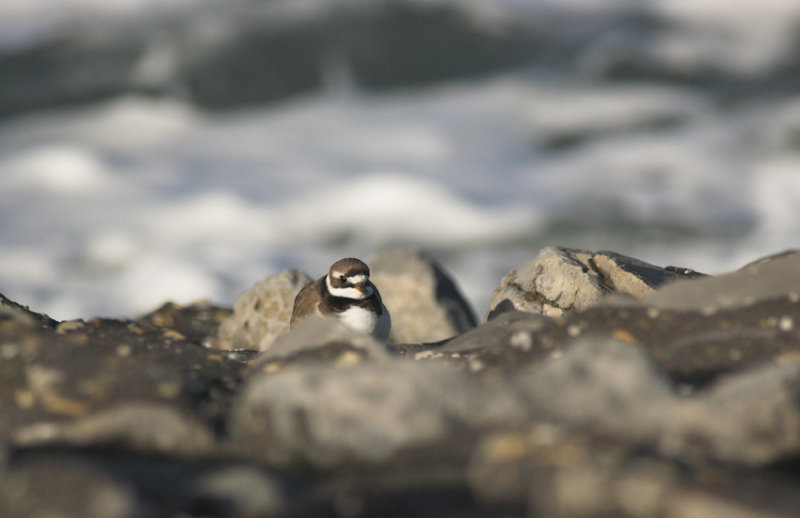 Bontbekplevier/Ringed Plover Brouwersdam 13 november 2008
