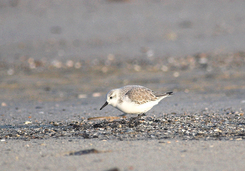 Drieteenstrandloper/Sanderling Heist 21 januari 2009