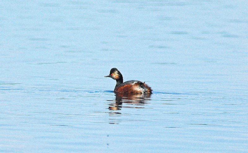 Geoorde Fuut /Black - necked Grebe Kalmthout 29 april 2009