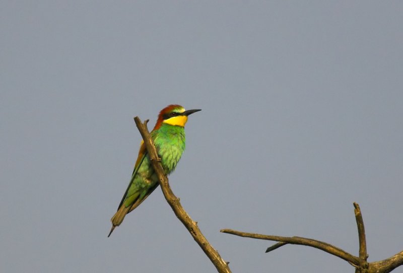 Bijeneter/Bee-eater
