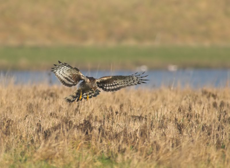 Blauwe Kiekendief/Hen Harrier Hoogwaarderpolder 10-01-2011