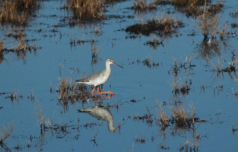 Zwarte Ruiter: Spotted Redshank Tholen 11 februari 2008