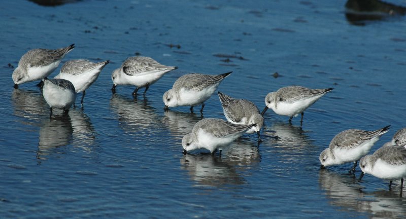 Drieteenstrandloper/Sanderling Brouwersdam 17 februari 2008