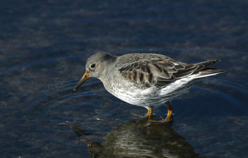Paarse Strandloper/Purple Sandpiper Brouwersdam 17 februari 2008